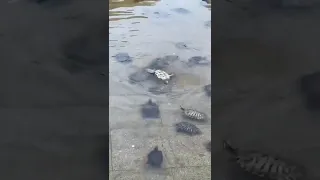 Черепахи спешат на помощь