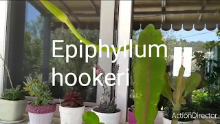 Эпифилум Ночное Цветение✨ Epiphyllum hookeri blooming