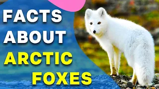 All About Foxes for Kids Facts II About Arctic Foxes and Their Characteristics