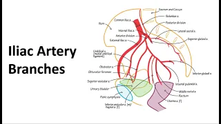 Pelvic Arteries Memory Tricks