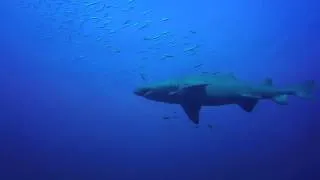 20140912 Sand Tiger Shark