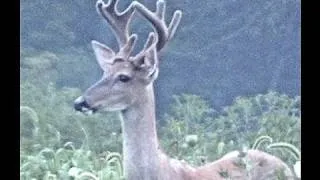 Buck 8-point Wild Virginia Whitetail Deer - Good Closeup