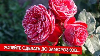 Успейте сделать до заморозков...