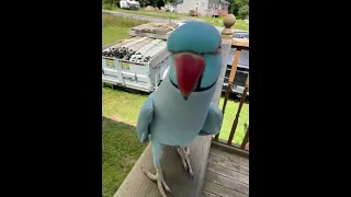 Kiwi Outside With Lots To Say 😅 #parrot #funnyanimals #indianringneck #talkingbird #bluechicken
