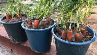 How to Grow Carrots at Home in a simple way, Getting a Good yield