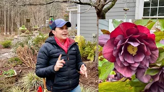 How To Trim Hellebores & Adding Whimsical Garden Art