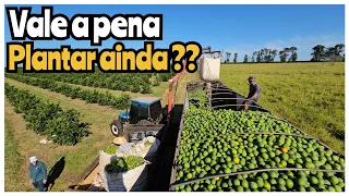 APRENDA COM QUEM PLANTA