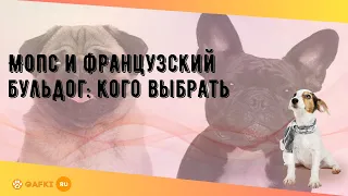 Мопс и французский бульдог: кого выбрать