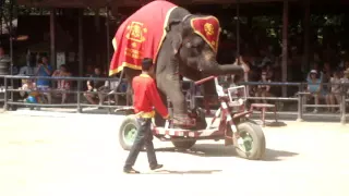 Elephant Cycling The Bicycle!!!