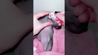 как чистить уши лысая кошка Сфинкс sphynx cat