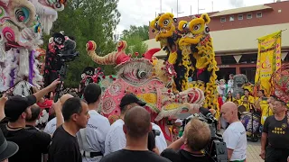 Sun loong final return to Golden Dragon museum