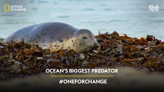 Ocean’s Biggest Predator | #OneForChange | हिन्दी | National Geographic