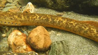 Anadromous Sea Lamprey at the Vernon Fish Ladder