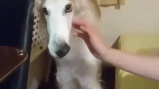 Собака крутит носом