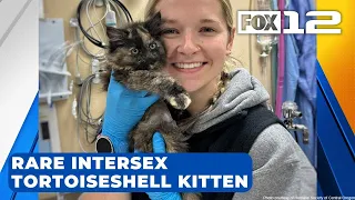 Rare intersex male tortoiseshell kitten discovered by Humane Society in Bend