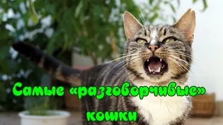 Самые «разговорчивые» кошки  The most" talkative " cats