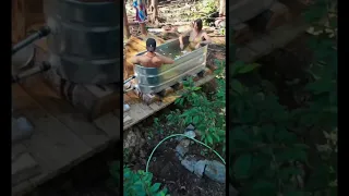 Custom HIPPIE HOT TUB Bath OFF THE GRID in the Forest, pt 2 #alone #offgrid #youtubeshorts