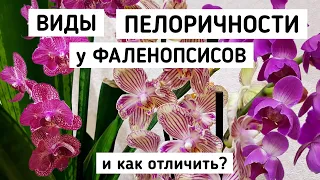 КАК отличить ОРХИДЕЮ БАБОЧКА ПЕЛОРИК ТРИЛИПС  БАБУЛЕТКА БИГ ЛИП | мутация орхидея orchid фаленопсис