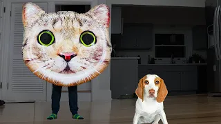 Puppy vs Giant Monster Cat Prank: Funny Dogs Indie & Maymo React to Army of Cats!