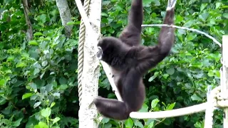 Смешные обезьянки в зоопарке Ирландия/Funny monkeys in the zoo Ireland