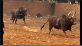 Bullfight#Big reversal