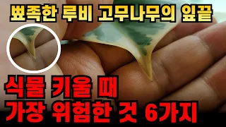 집에서 식물 키우기 가장 위험한 것 6가지