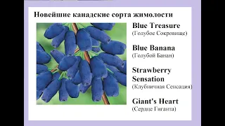 Новые американские сорта жимолости Голубой Банан,Голубое Сокровище,Сердце Гиганта,Клубничная Сенсаци