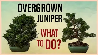 How to Fix It: Overgrown Chinese Juniper Bonsai