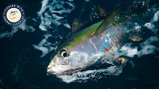 How to Catch GIANT Yellowfin Tuna! | Mastering the Offshore Trolling!