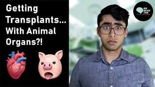 Xenotransplantation: You Can Get Animal Organ Transplants... but how? - BIG BRAIN TIME S4 (Ep. 1)