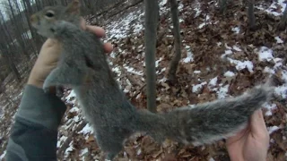 Small Game Hunting #40: 1 Gray Squirrel by 20 Ga. Shotgun