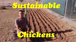 Grow Your Own Chicken Feed |Sustainable Chickens
