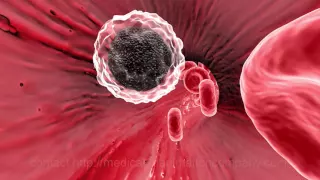 red blood cell circulation vein artery medical explainer video website 3d san antonio