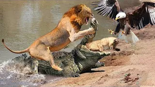 Lion Rescues The Cubs From The Crocodile Mouth! Battle For The Lion's Survival - Lion vs Eagle