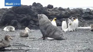 Тюлень насилует пингвина а его кенты стоят и куколдят