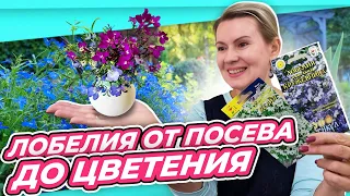 ТЕПЕРЬ СЕЮ ТАК | ЛОБЕЛИЯ БЕЗ ЗАМОРОЧЕК | ВЕСЬ ЦИКЛ ВЫРАЩИВАНИЯ от посева до цветения