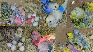 New Beautiful Budgies Chicks Progress