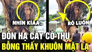 Đốn hạ CÂY SI CỔ THỤ ở chợ, người dân hoang mang nhìn thấy KHUÔN MẶT LẠ hiện lên | Tin Nhanh 3 Phút