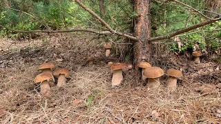 "ВЕДЬМИН КРУГ" из дубовых белых грибов! Такого вы еще не видели!!! Witch circle of porcini mushrooms