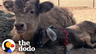 Sad Baby Cow Needed A Friend...Then This Baby Goat Came Along | The Dodo Odd Couples