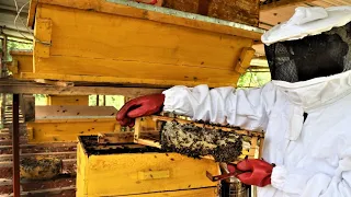 The Most Expensive  Medicinal Honey Farmer | Great Idea (Success Story)