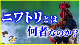 【ゆっくり解説】全世界に237億羽⁉「ニワトリ」とは何者なのか？を解説/年間250個以上の卵を…？鶏の凄さとあまり知られていない生態