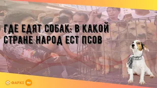 Где едят собак: в какой стране народ ест псов