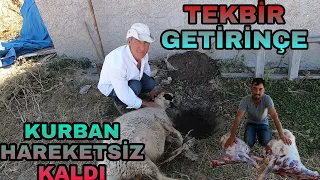 TEKBİR GETİRİNCE SANKİ ANLADI~KURBANLARIMIZI KESTİK~BİRLİKTE BAYRAM İÇİN KIRDA YATTIM