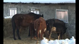 Фермера из Нефтеюганского района накажут за гибель коров