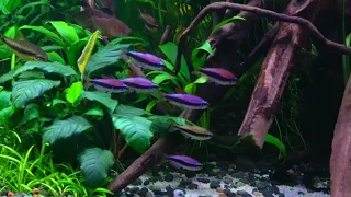 Blue emperor tetra aka Royal tetra (Inpaichthys kerri) schooling around. Community Aquarium