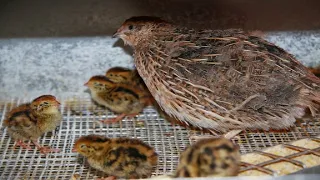 Episode 1 - All About Quails! - How we incubate, how we raise them, what we feed them from day one!