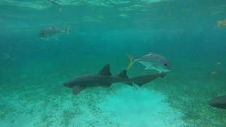 Hol Chan Marine Reserve & Shark Ray Alley Belize 2018