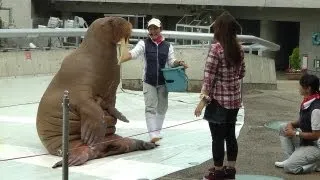 大分・うみたまご水族館のセイウチショー 腹筋など Walrus Performance in Umitamago Aquarium