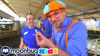 En el Acuario con Blippi (Florida Aquarium) - Vídeos Educativos para Niños | Moonbug Kids en Español